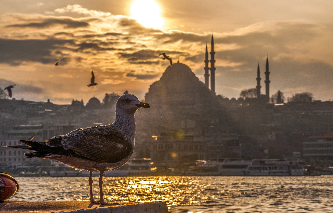 seagull-Istanbul (2)
