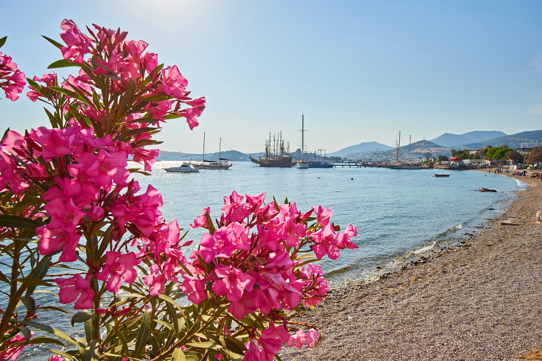 View of Bodrum Beach, Aegean sea, traditional white houses, flowers, marina, sailing boats, yachts in Bodrum town Turkey.
